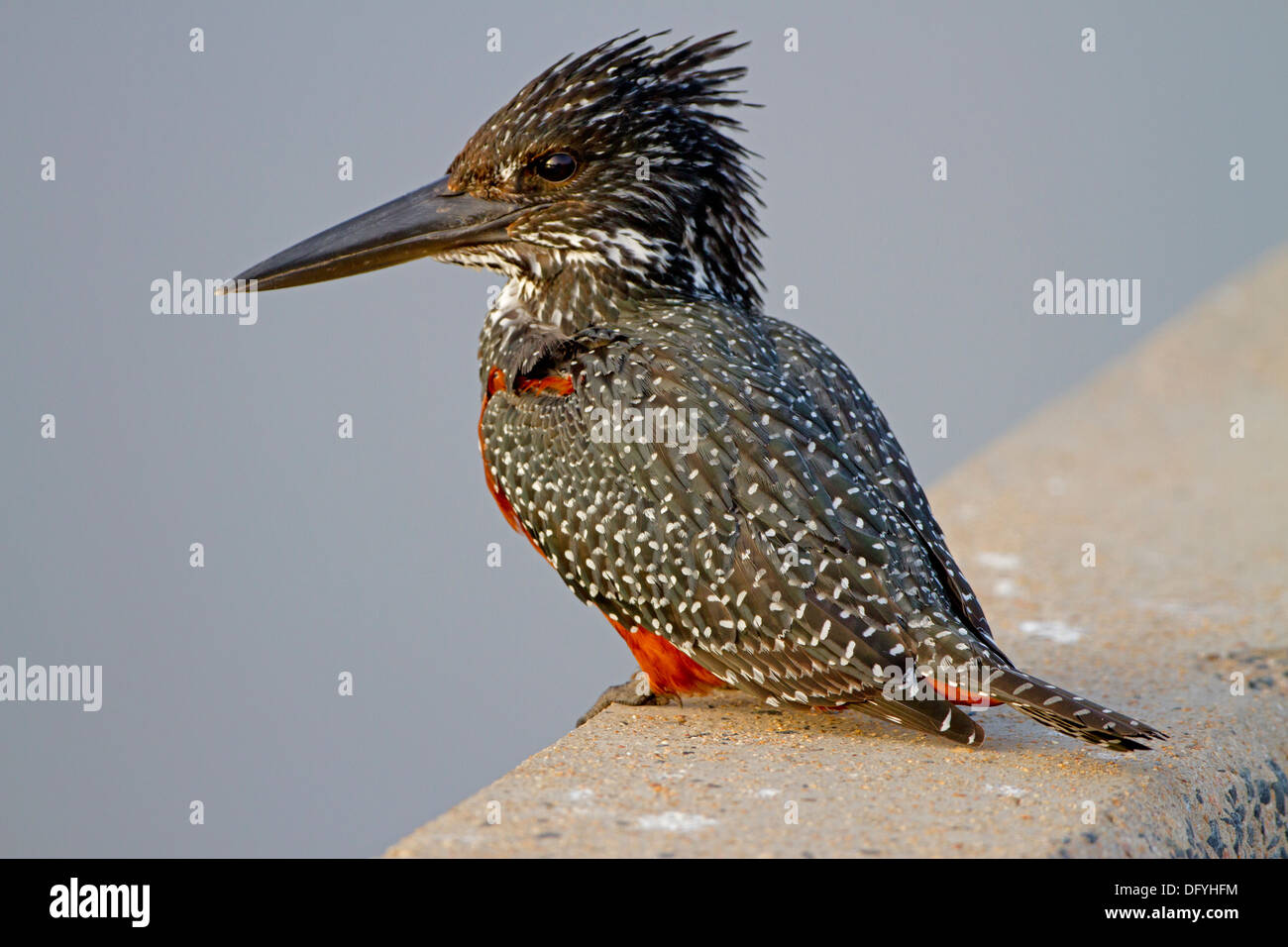 Giant Kingfisher sitting on a road bridge in the Kruger Park, South Africa. Stock Photo