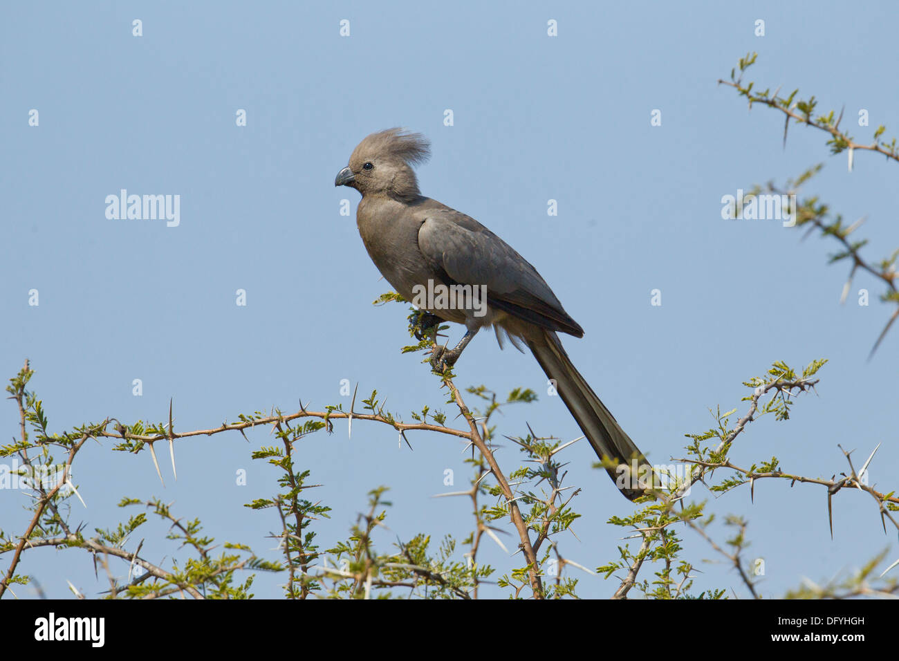Grey Go-away-bird in bush, Kruger Park, South Africa. Stock Photo