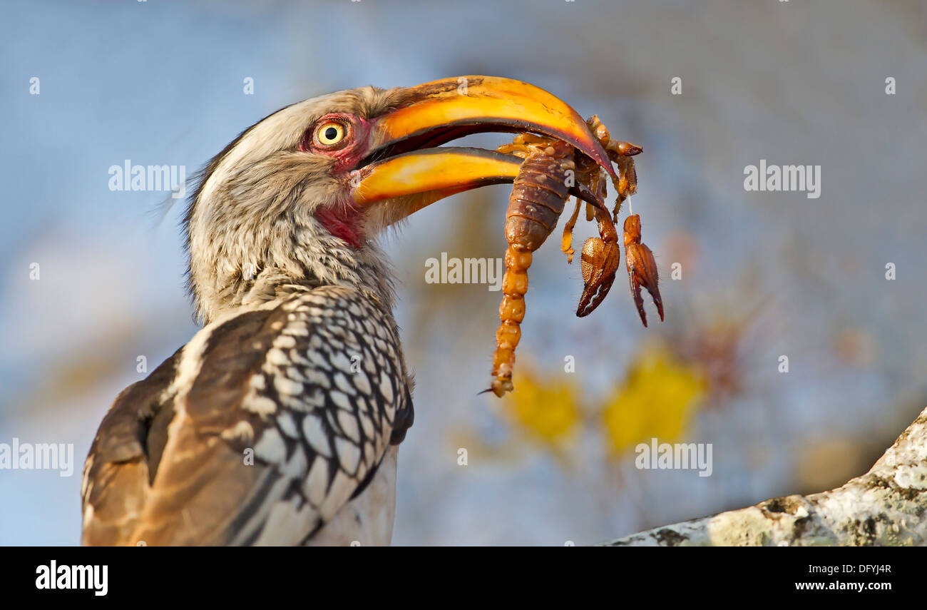 Southern Yellow-billed Hornbill eating a Scorpion Stock Photo
