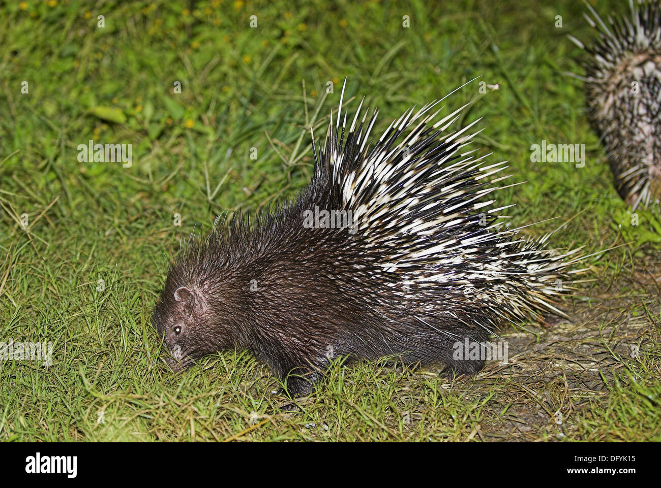 Himalayan Crestless Porcupine, Hodgson´s porcupine, Hystrix hodgsoni