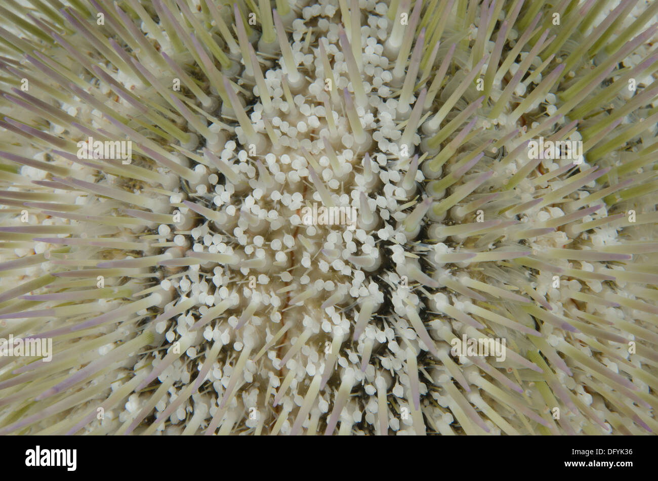 underwater close up shot of the sea urchin Lytechinus variegatus  at Ilhabela, Sao Paulo state shore, Brazil Stock Photo