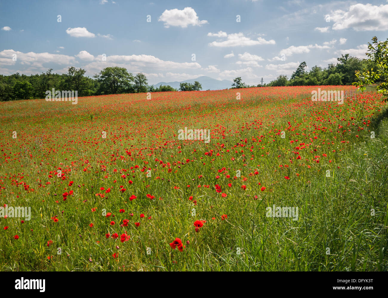 Field of brightly colored poppy flowers under a blue sky with scattered ...