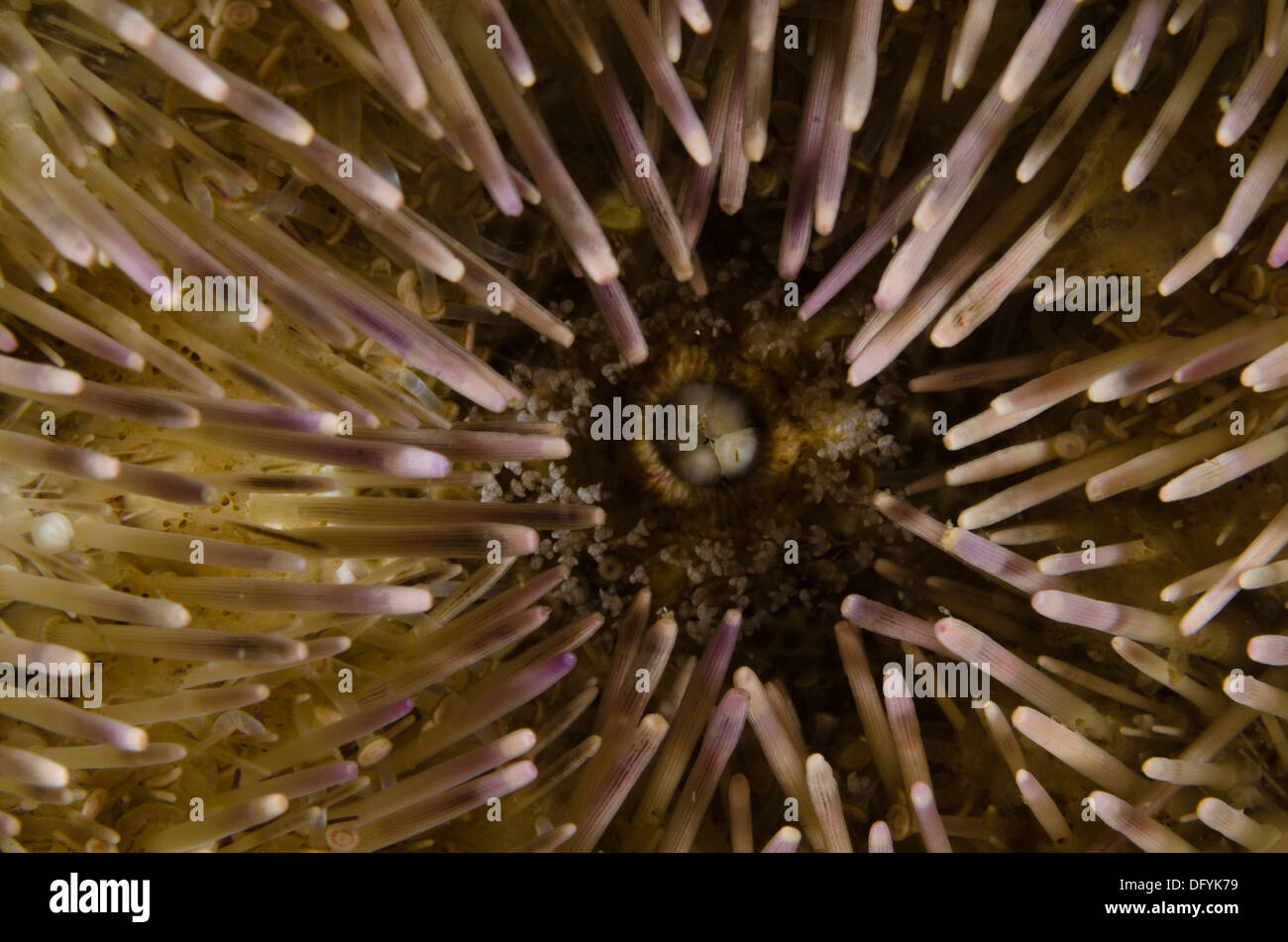 Lytechinus variegatus Sea Urchin mouth macro view. Stock Photo