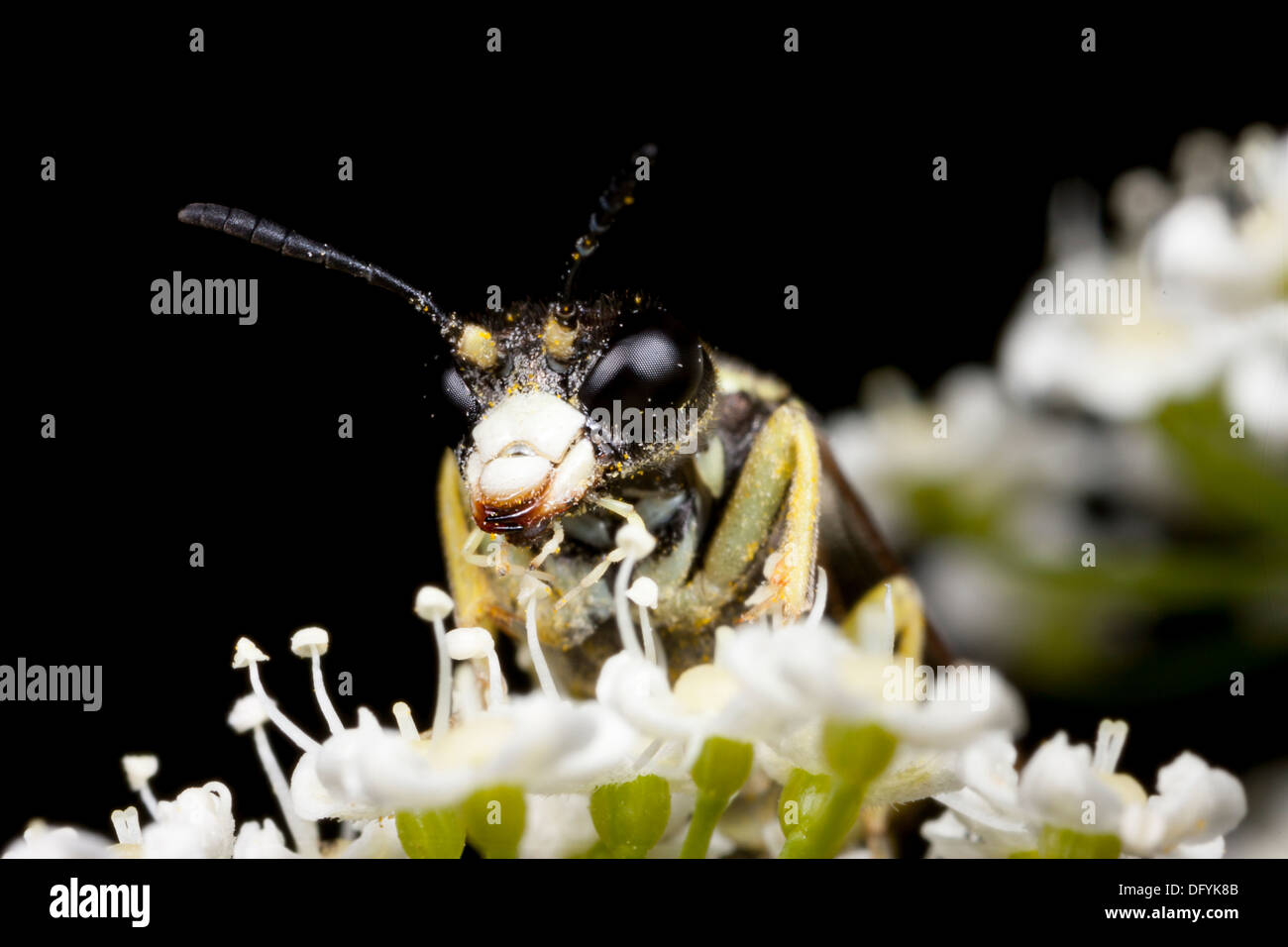 Sharp-nosed bee or wasp Stock Photo
