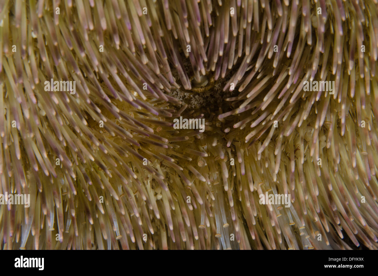 Lytechinus variegatus Sea Urchin mouth macro view. Stock Photo