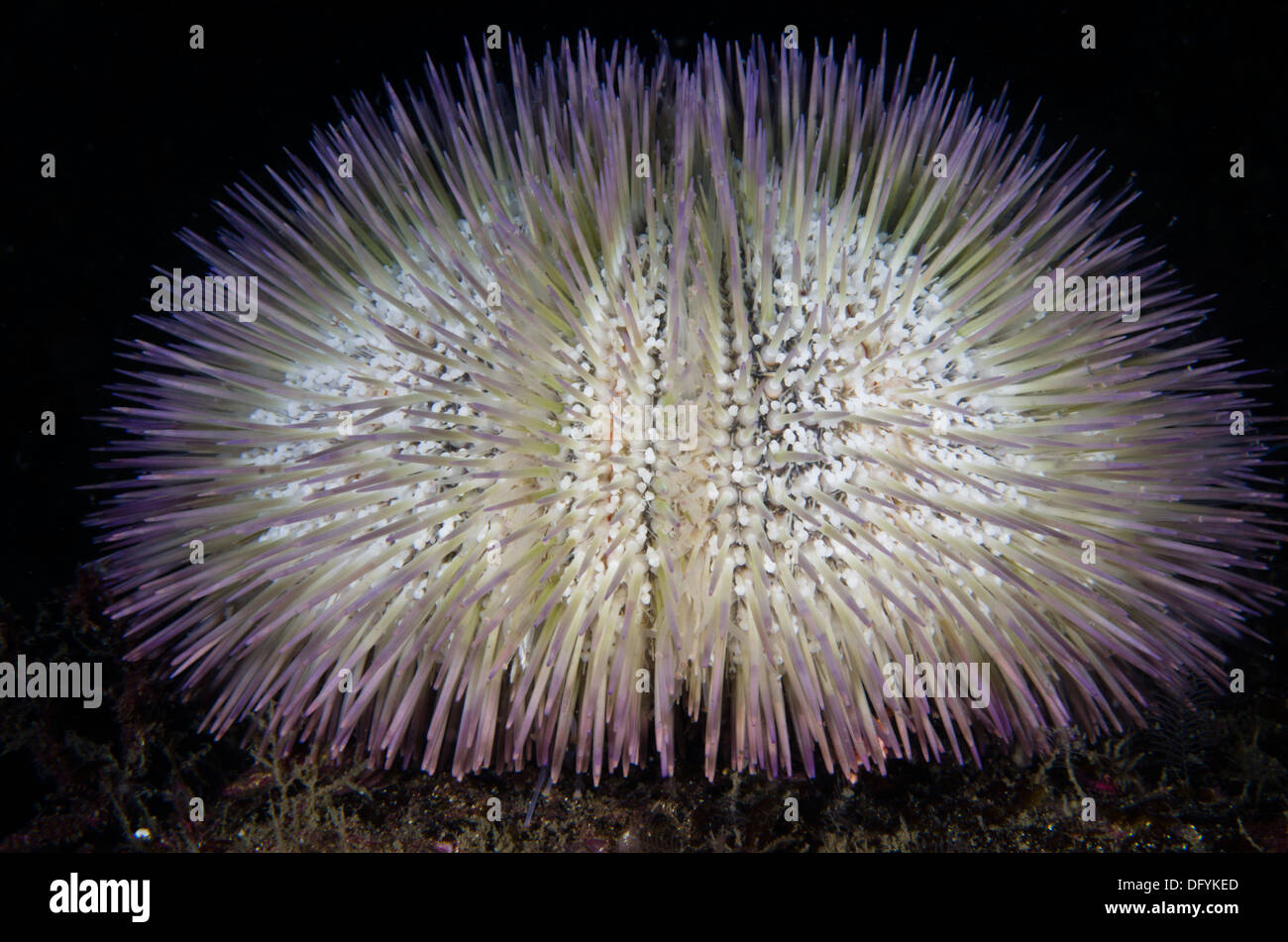 Lytechinus variegatus Sea Urchin underwater Stock Photo