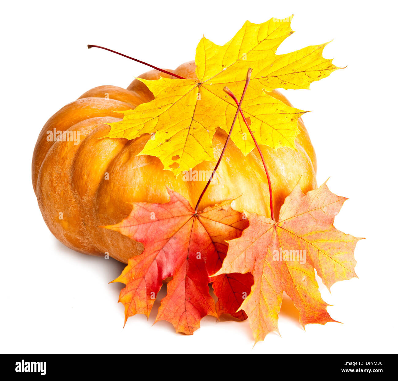Pumpkin and thanksgiving Cut Out Stock Images & Pictures - Alamy