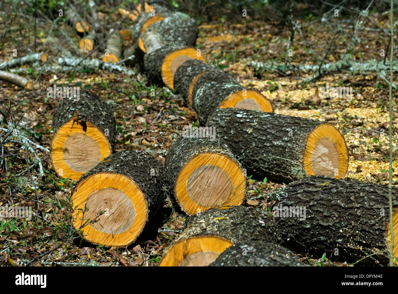 Cherry tree logs from felling tree Stock Photo Alamy
