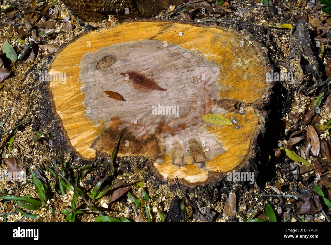 Cherry tree stump after tree removal Stock Photo Alamy