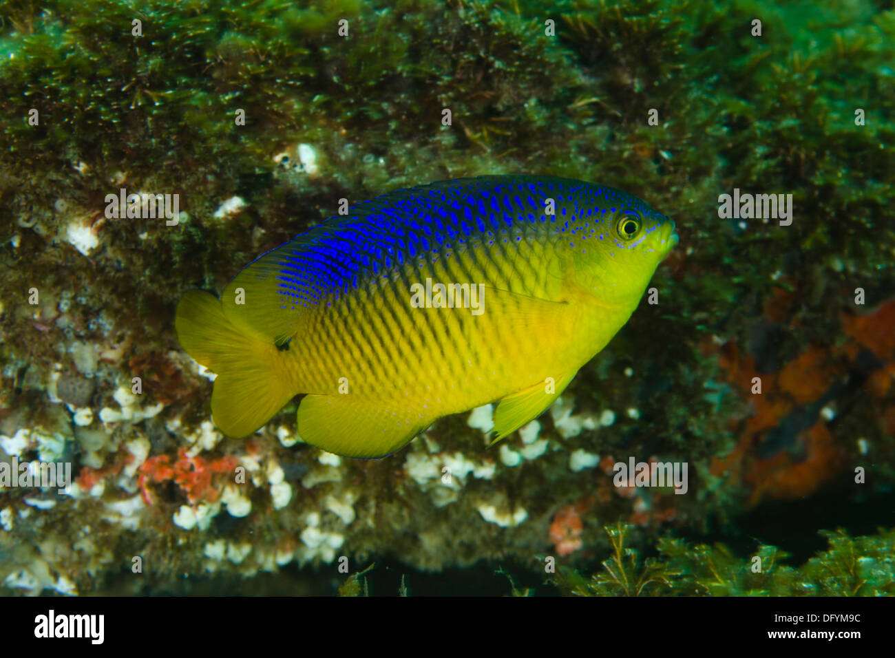 damsel fish, Stegastes variabilis, at Alcatrazes island, SAo Paulo state, Brazil Stock Photo