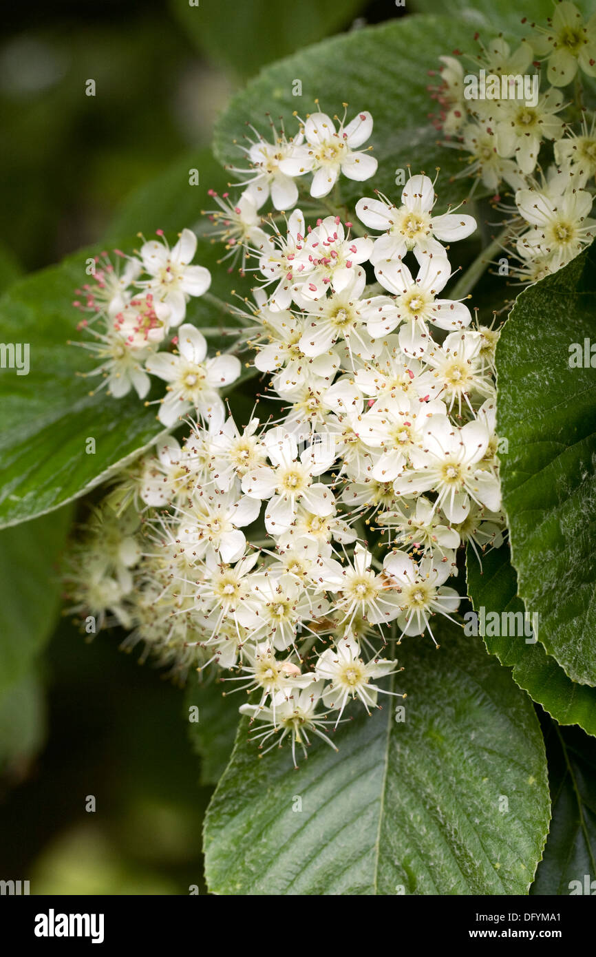 Sorbus thibetica 'John Mitchell'. Tibetan Whitebeam in flower. Stock Photo