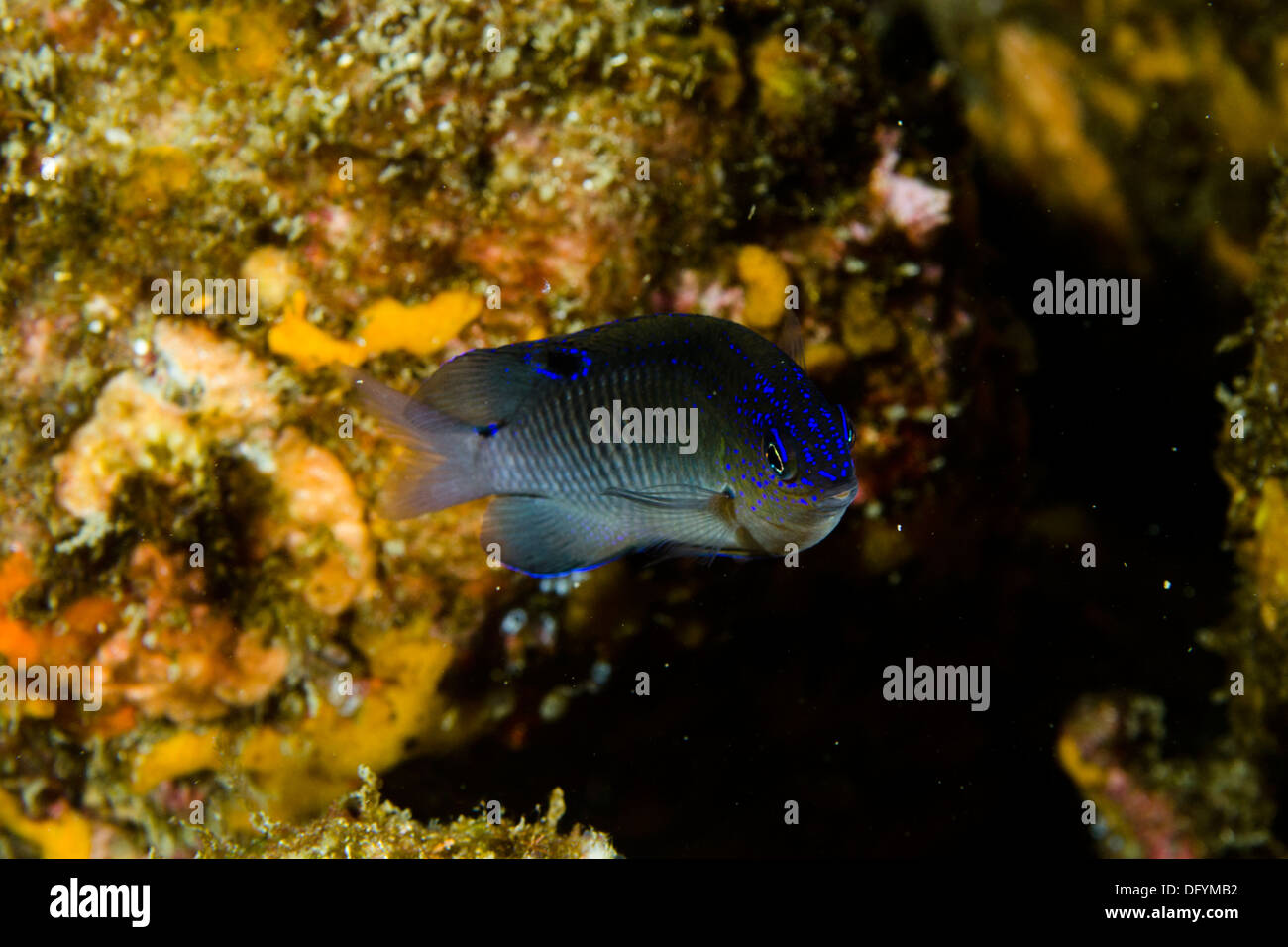 pomacentridae fish stegastes fuscus (young) underwater Laje de Santos, Sao Paulo, Brazil Stock Photo