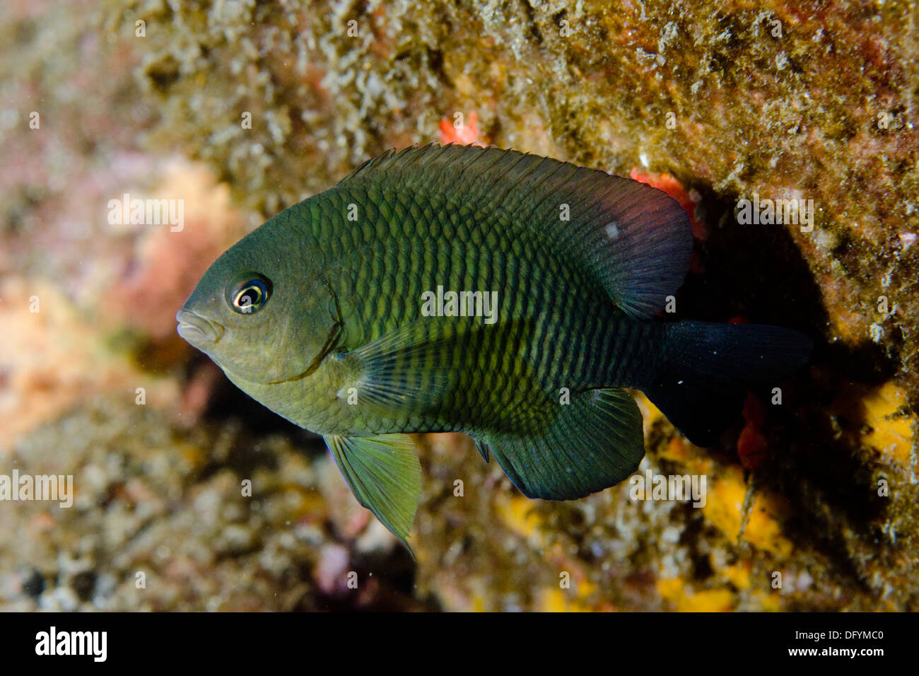 damsel fish stegastes fuscus underwater alcatrazes island, shore of sao paulo state, Brazil Stock Photo