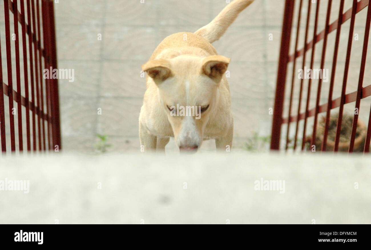 Dog running upstairs Stock Photo Alamy