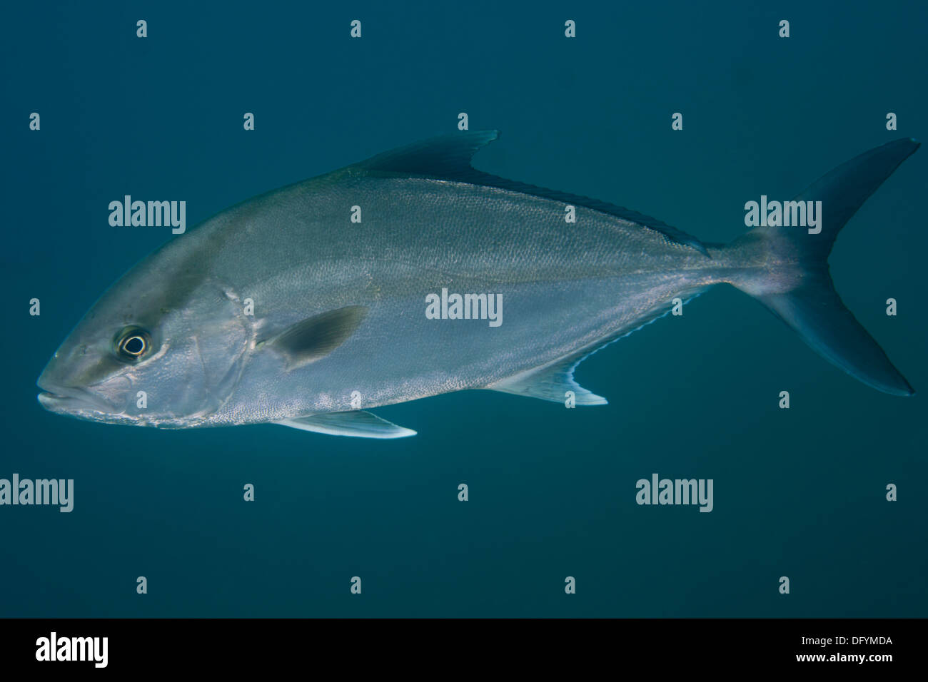 Seriola bony fish amberjack Carangidae underwater Stock Photo