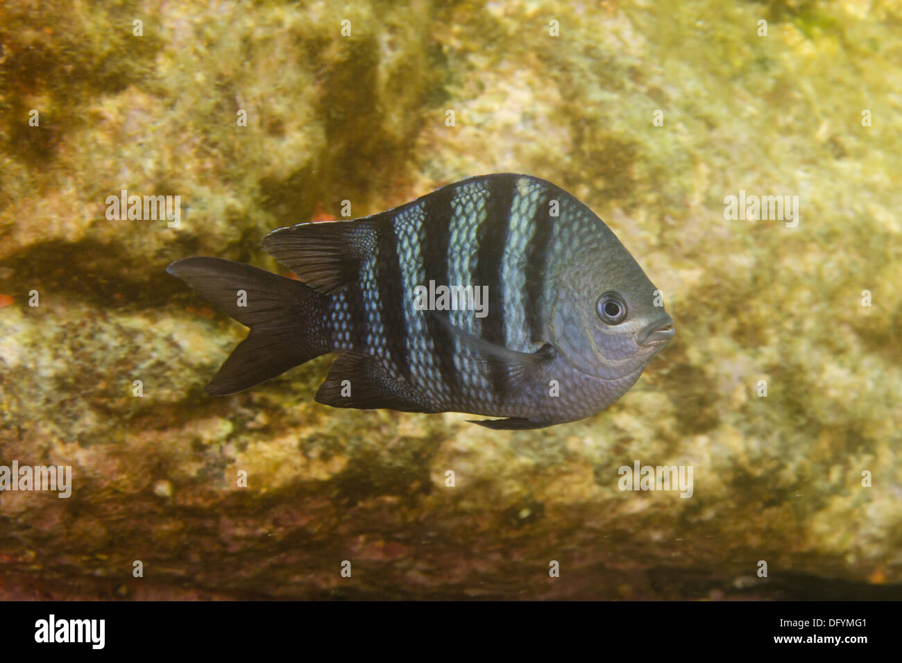 sergeant-major soldier reef fish portrait Abudefduf saxatilis pomacentridae. Brazil Stock Photo