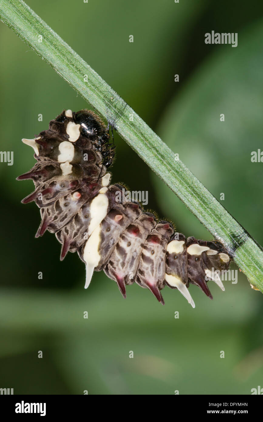 A pupating larva of the Southern Cattleheart butterfly Stock Photo