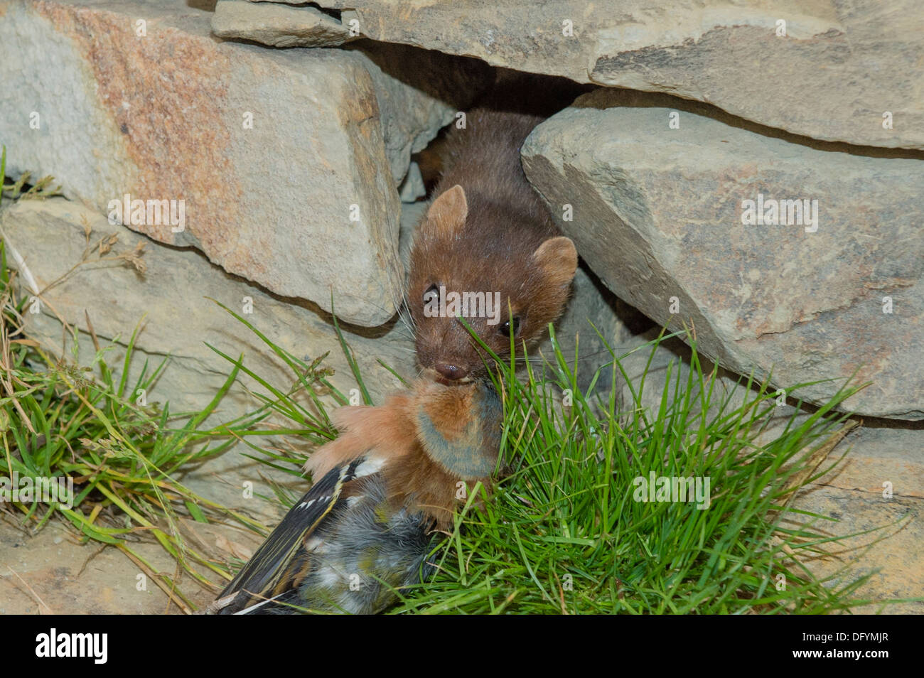 A Stoat with a dead Chaffinch Stock Photo