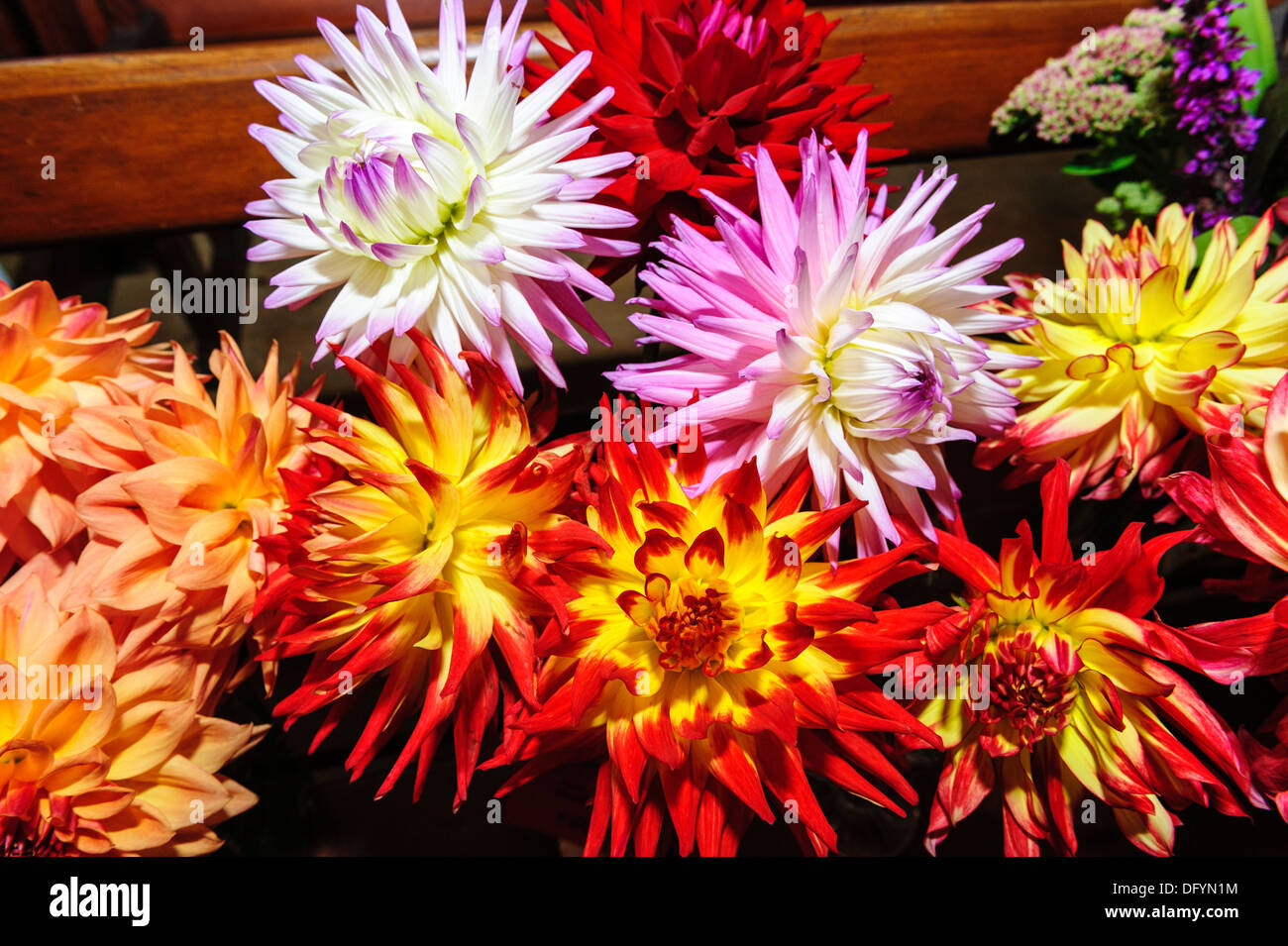 Flower display at a village flower show Stock Photo Alamy