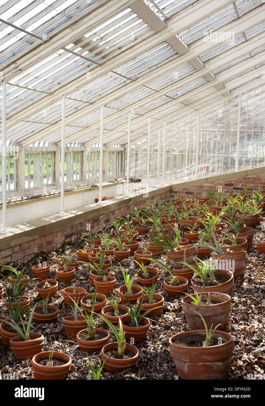 Greenhouse filled with terracotta plant pots containing seedlings Stock