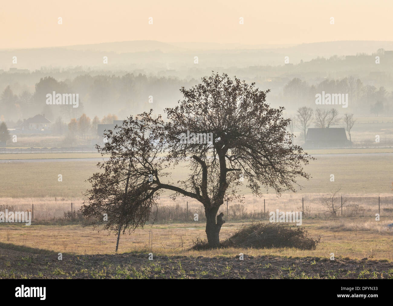 Lonely trees standing in middle hi-res stock photography and images - Alamy