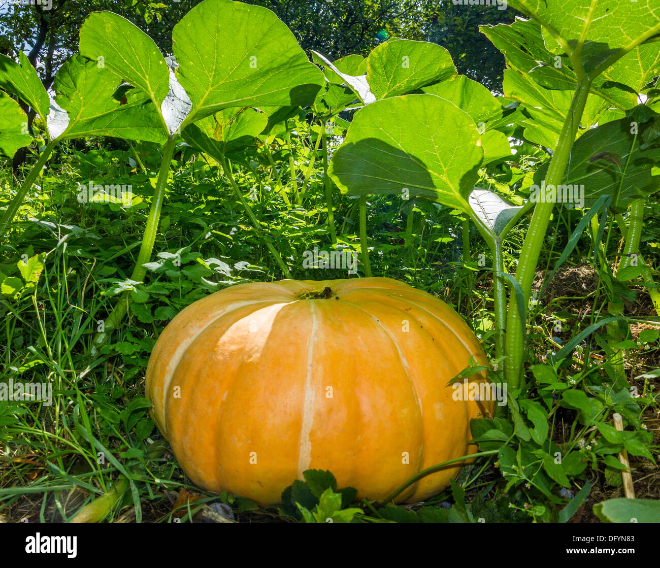 A photo of large orange pumpkin growing in a garden Stock Photo - Alamy