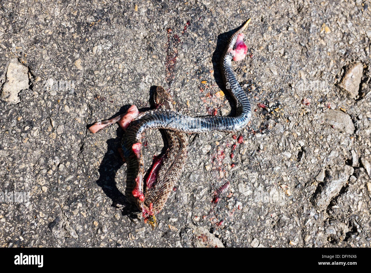 Dead viper, roadkill Stock Photo