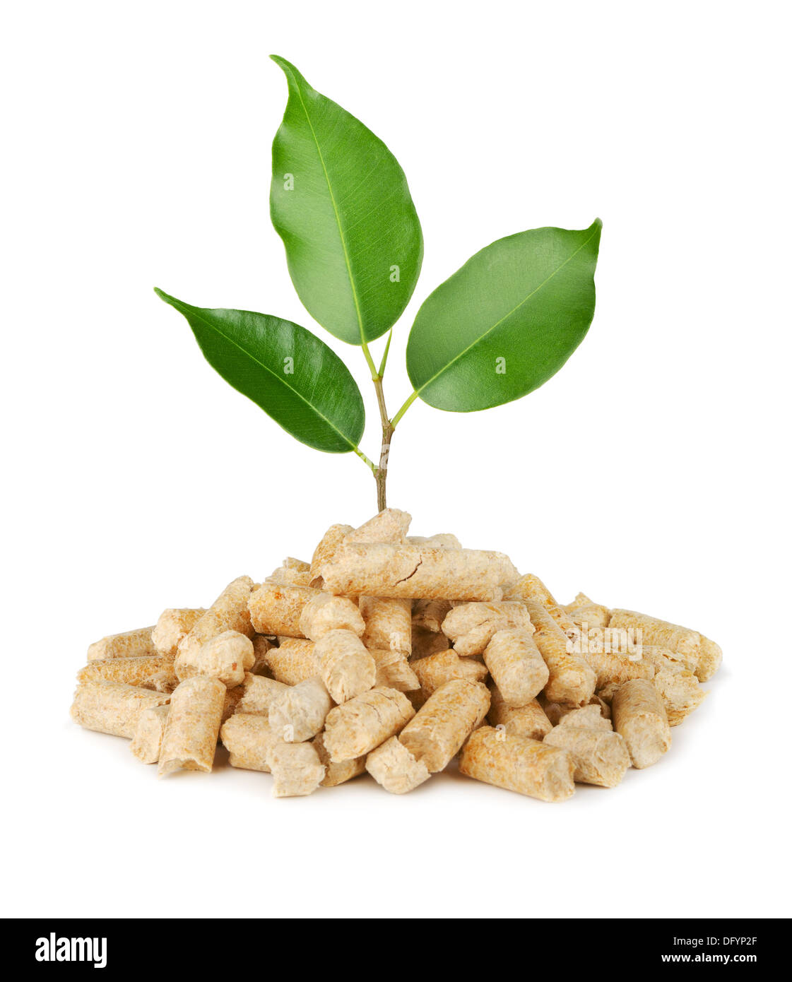 Young plant growing out of wood pellets isolated on white Stock Photo