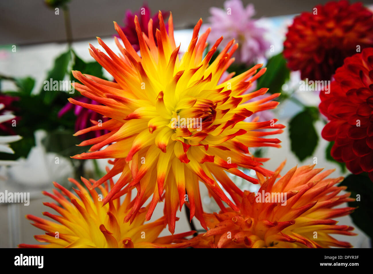 Flower display at a village flower show Stock Photo Alamy