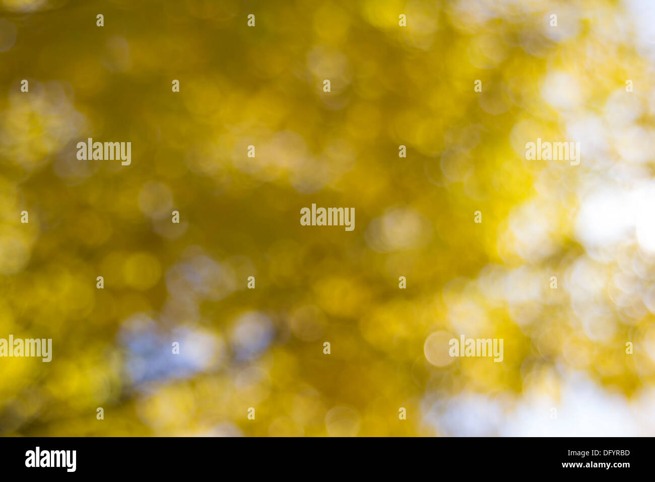 Yellow Fall Color Leaves Against Sunlight Blurred Background Stock Photo