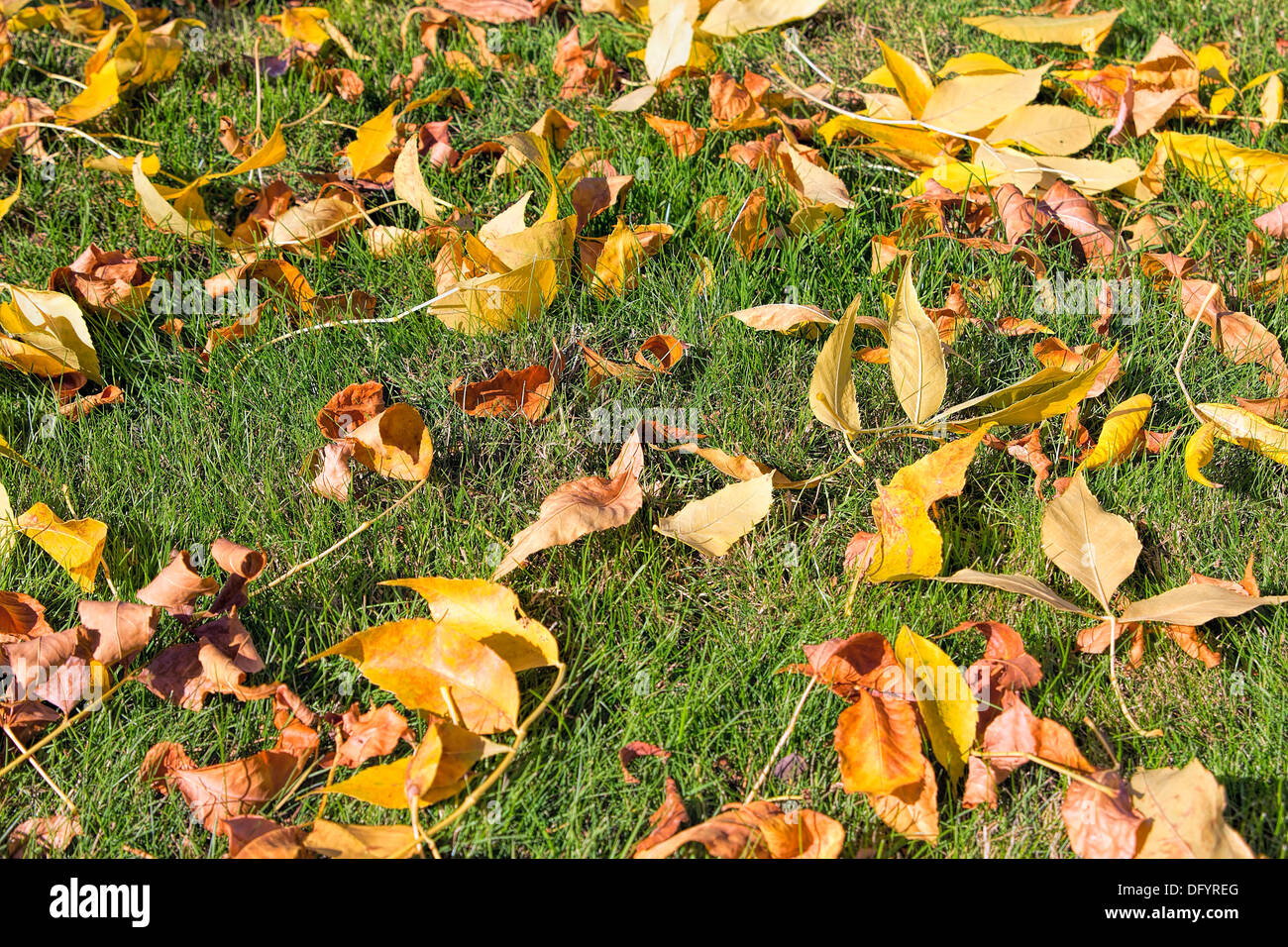 Yellow Fall Beech Tree Leaves on Green Grass Lawn in Autumn Season Background Stock Photo