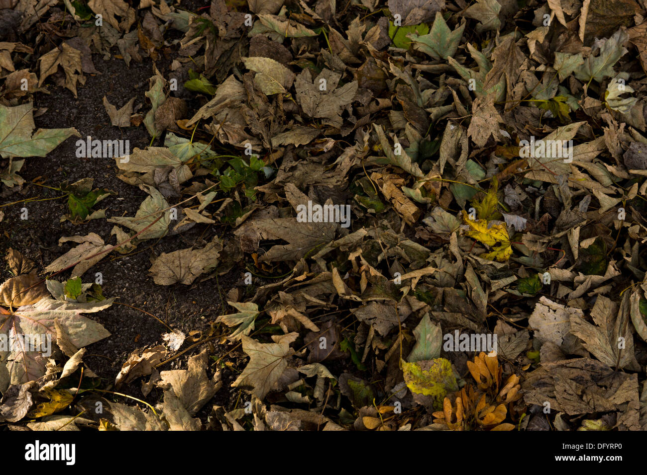 Dead dieing leaves hanging changing colours death Stock Photo