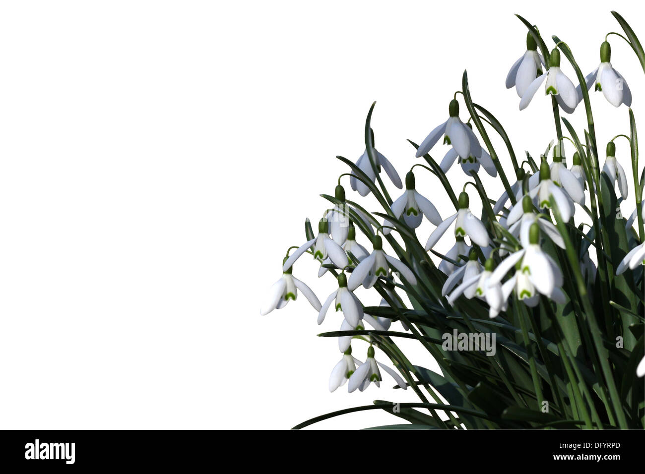 Snowdrops isolated on white background with clipping path, corner border, space for text or copy. Stock Photo