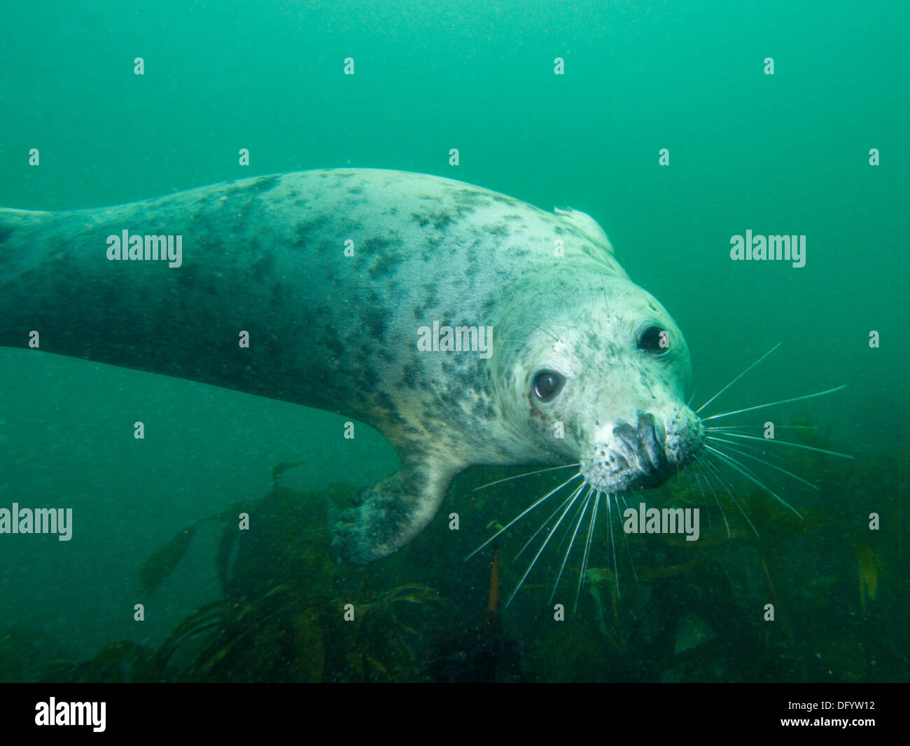 Underwater picture of grey seal ( Halichoerus grypus ) diving in Norh Sea, Farne Island Stock Photo