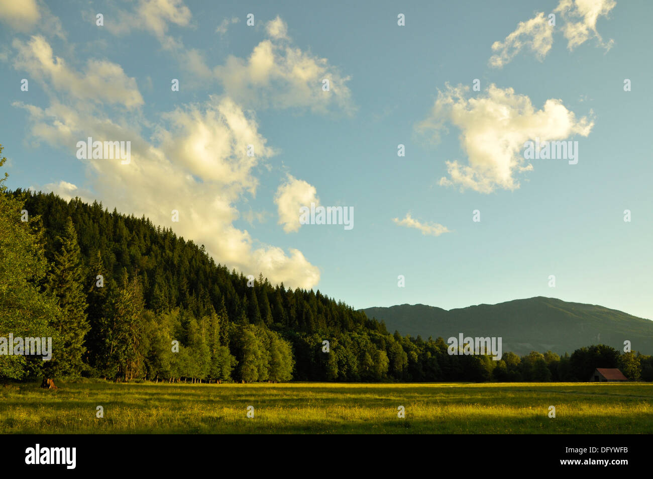 Pasture and forest land in the upper Skagit River near Rockport Washington state,USA. Stock Photo