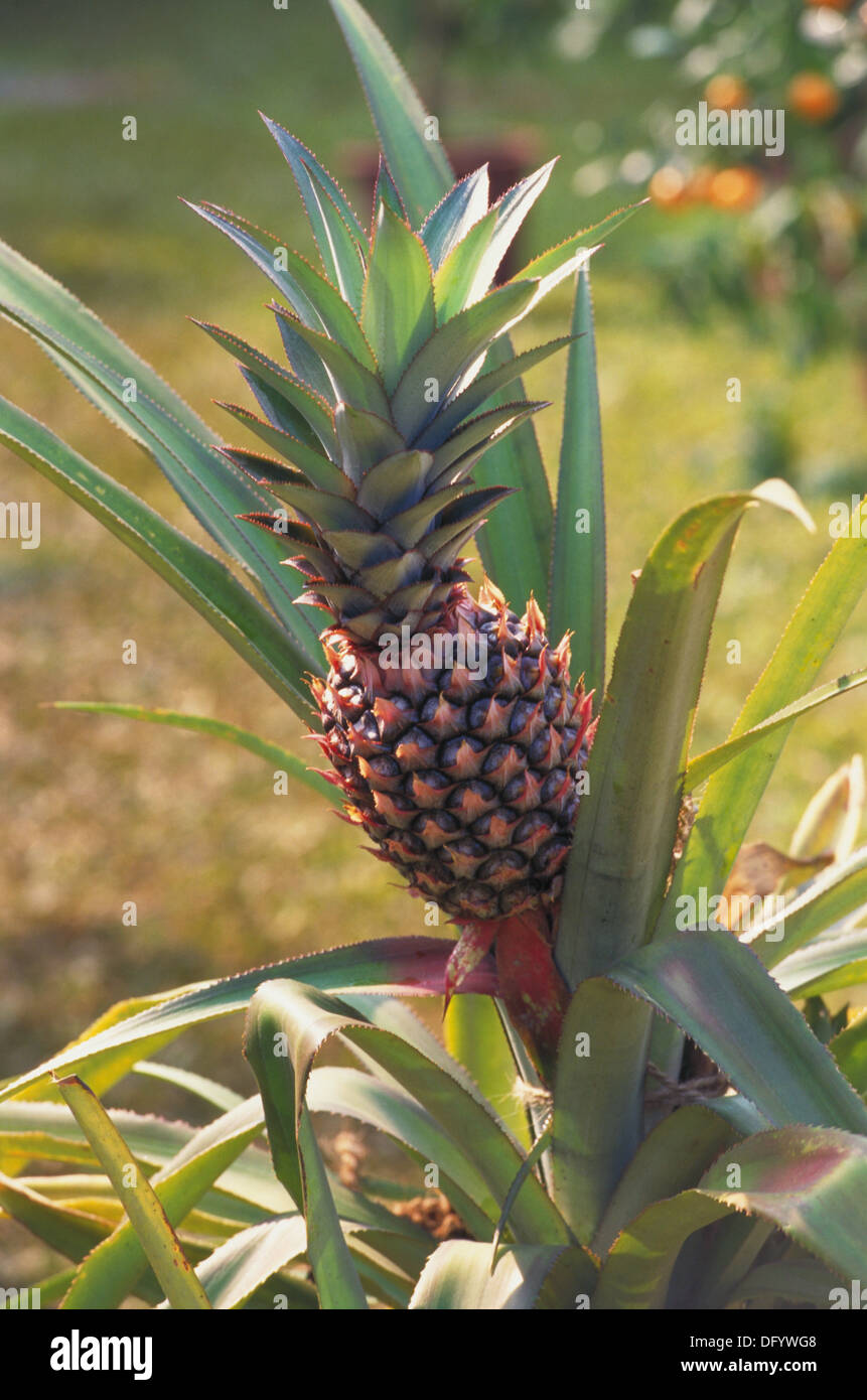 Pineapple. Maharashtra. India Stock Photo Alamy