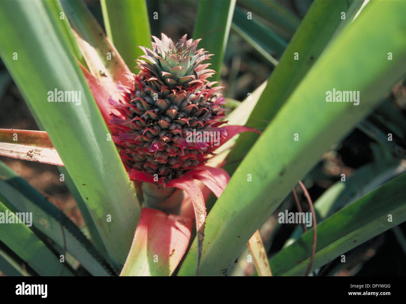 Pineapple. Cochin. Kerala. India Stock Photo Alamy