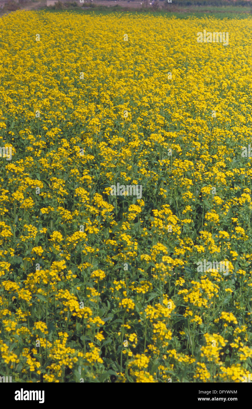 Mustard fields. Uttar Pradesh. India Stock Photo Alamy