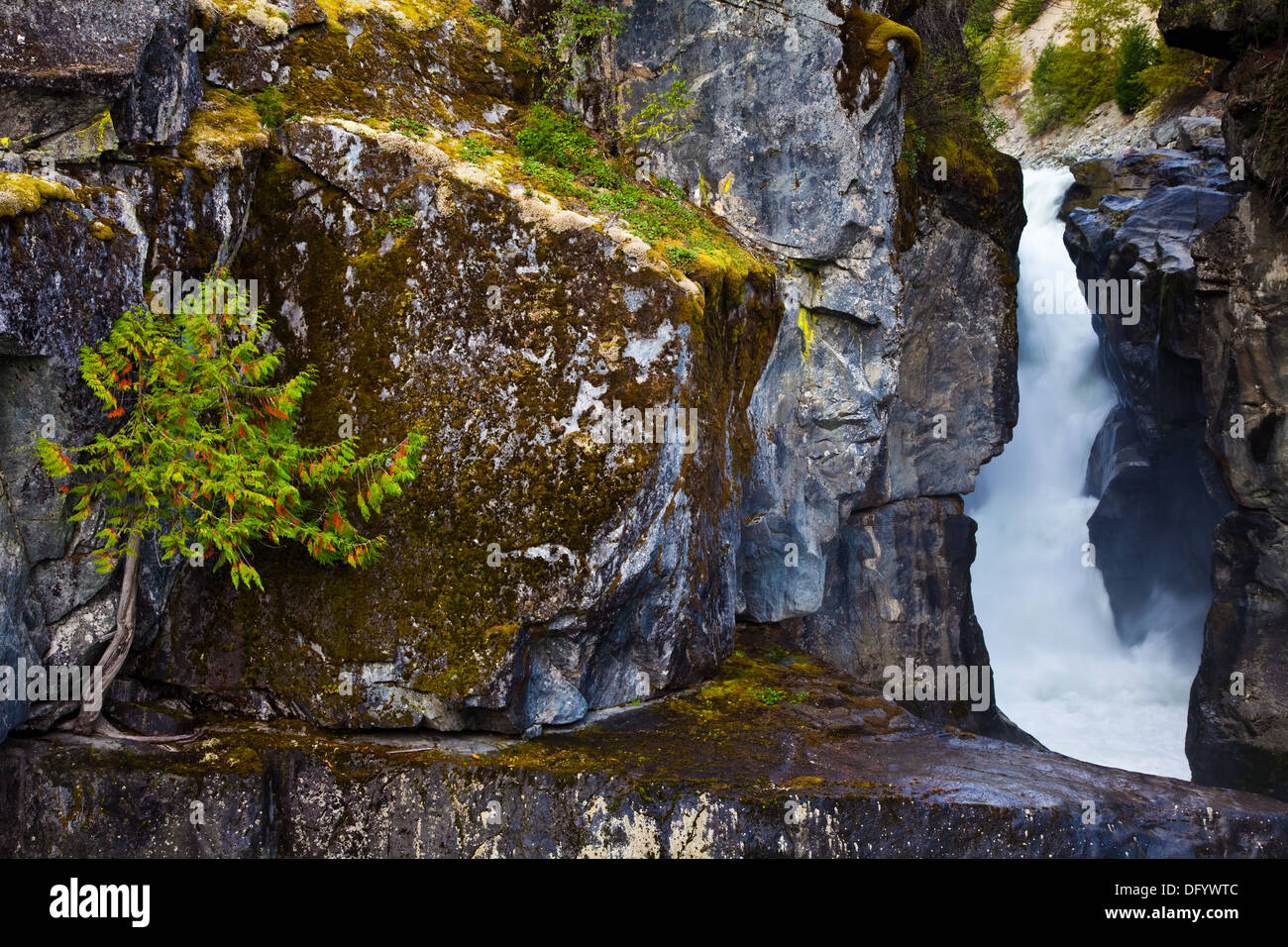 Cedar tree clinging to a crack at Nairn Falls Park, B.C. Canada Stock