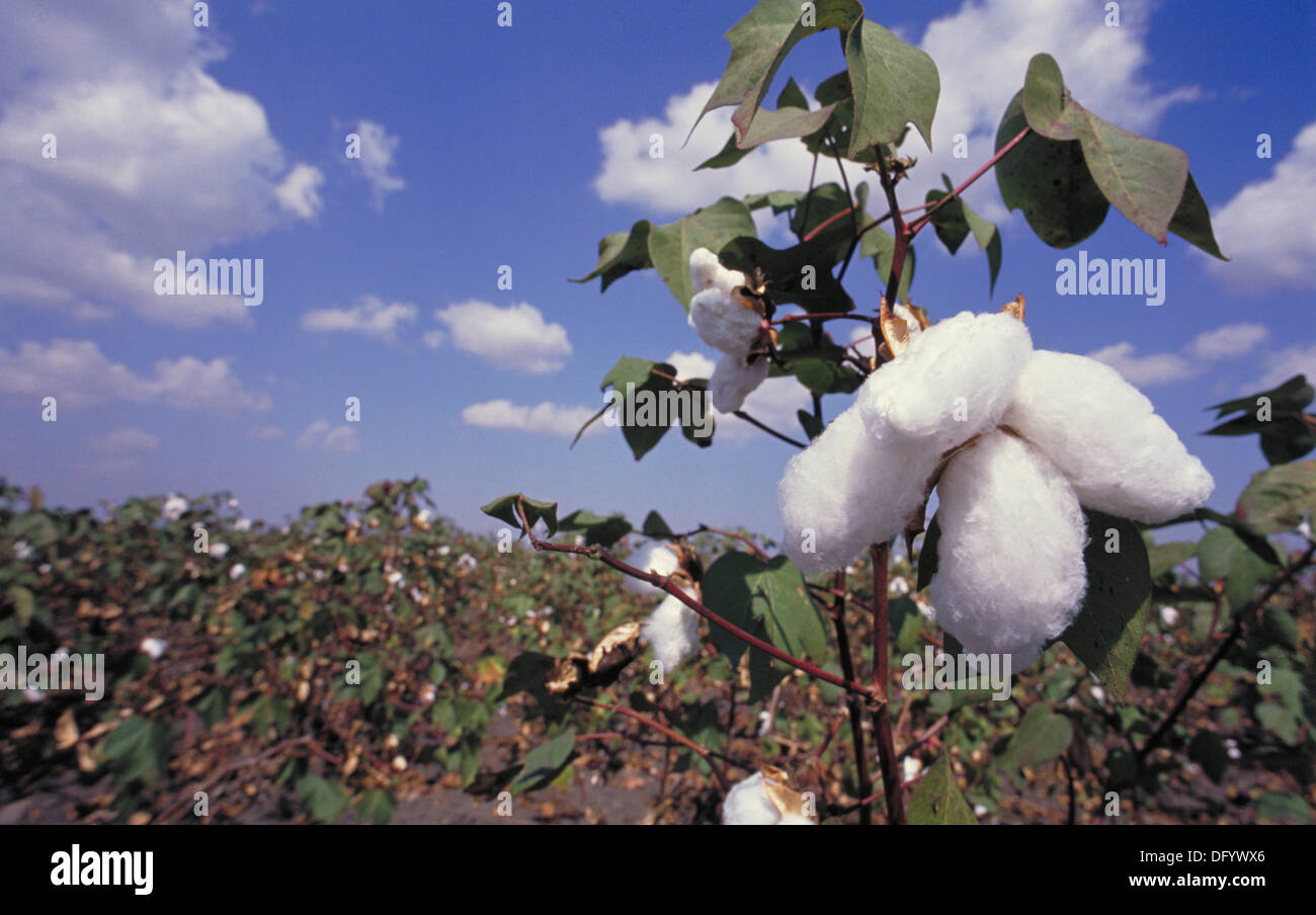 Cotton plant india hi-res stock photography and images - Alamy
