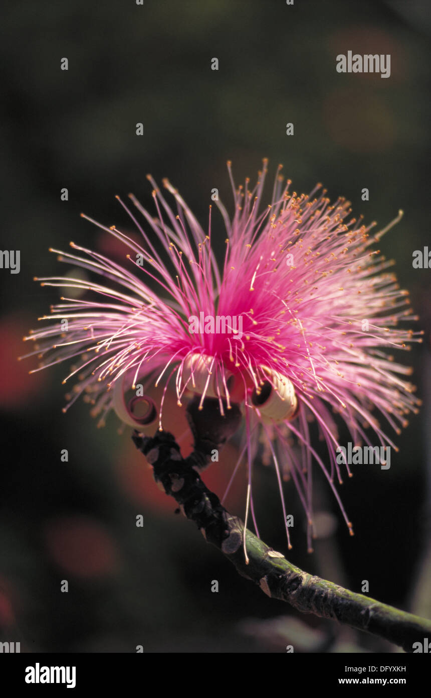 Shavingbrush tree (Pseudobombax ellipticum Stock Photo Alamy