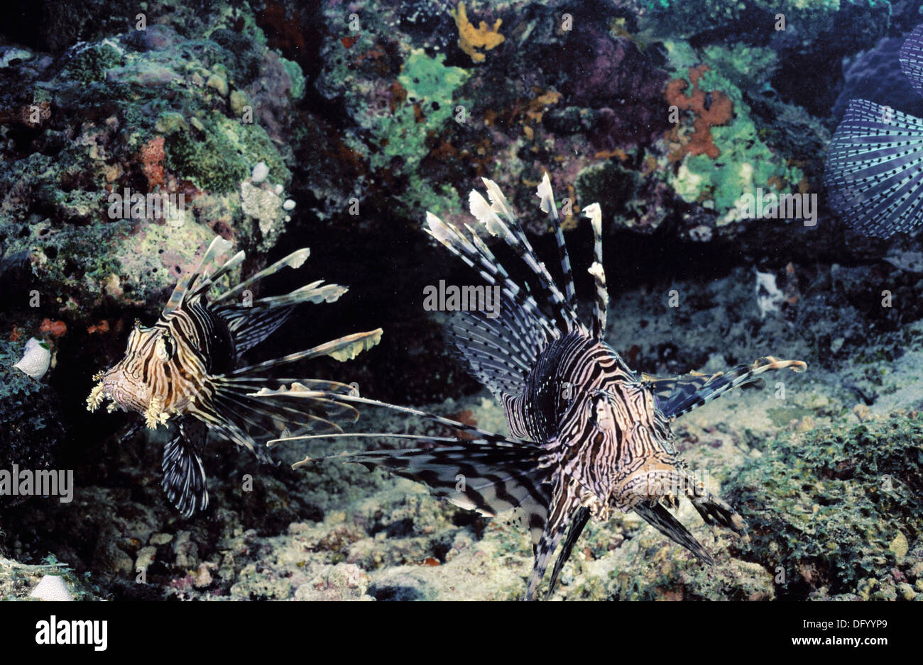 Tropical fish fish zebra pterois volitans hi-res stock photography and ...