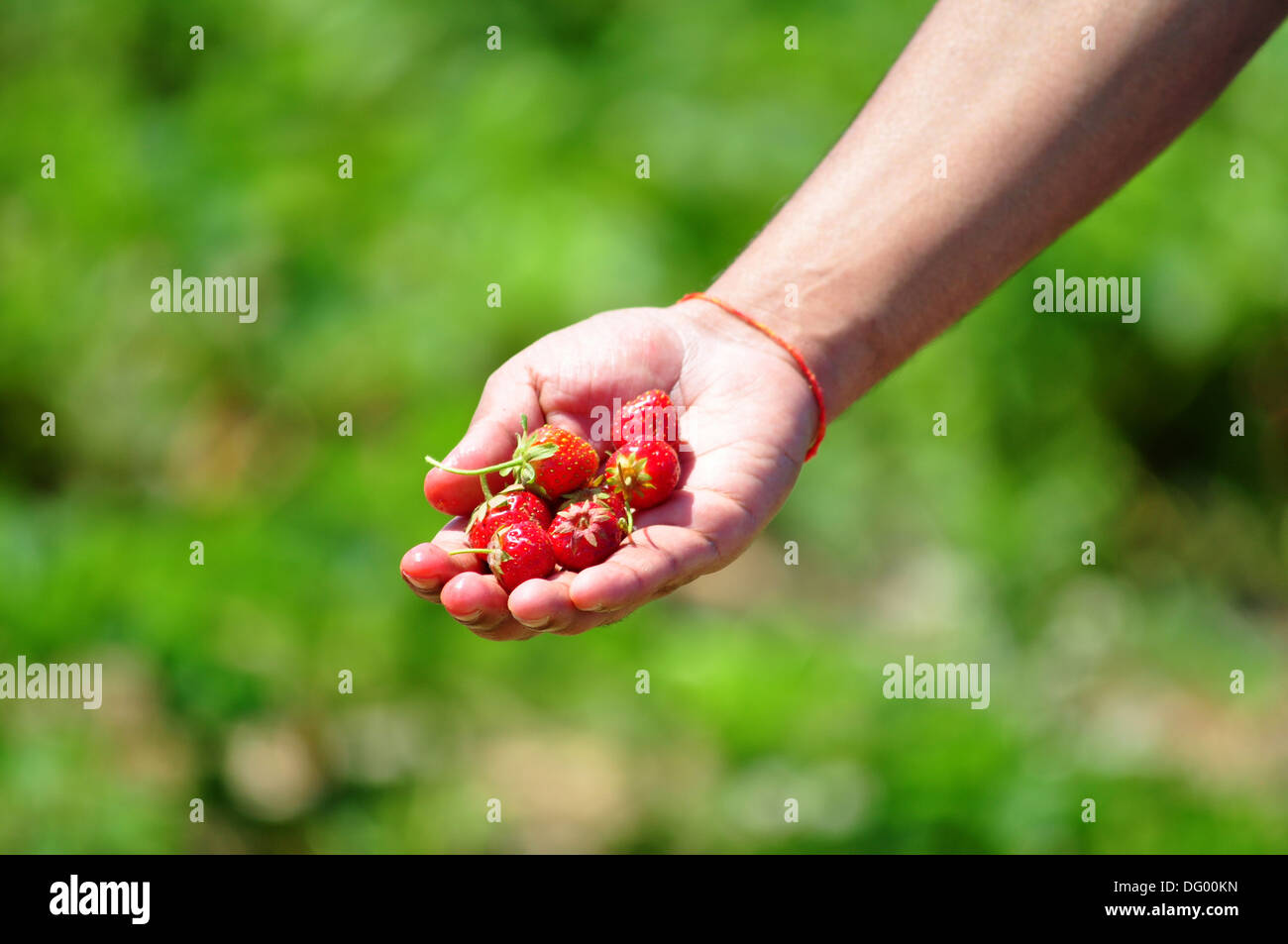 Strawberry picking in a bright sunny day. As spring begins fresh ripe