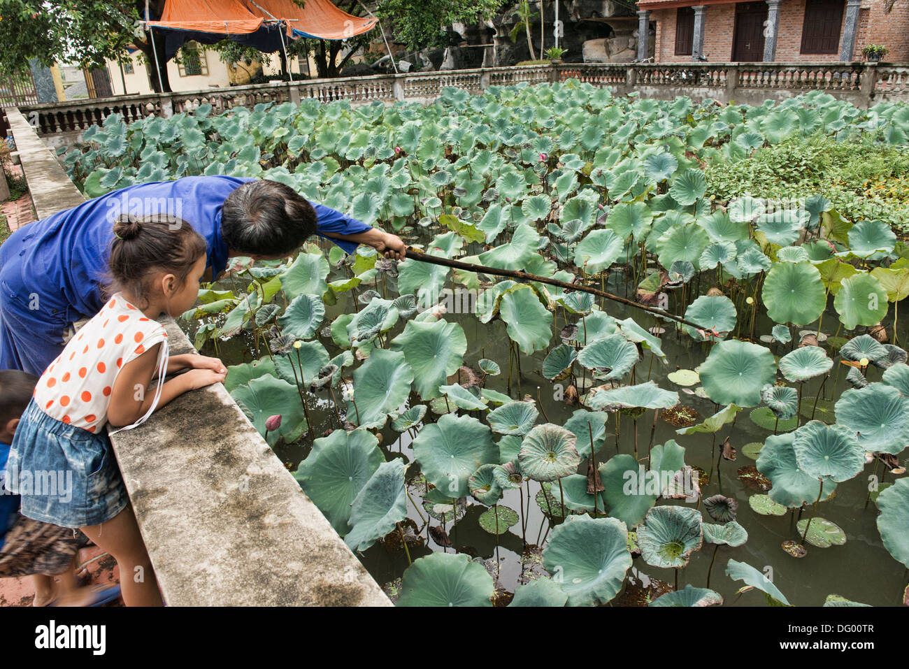 gathering lotus roots in a pond, Ninh Binh, Vietnam Stock Photo Alamy