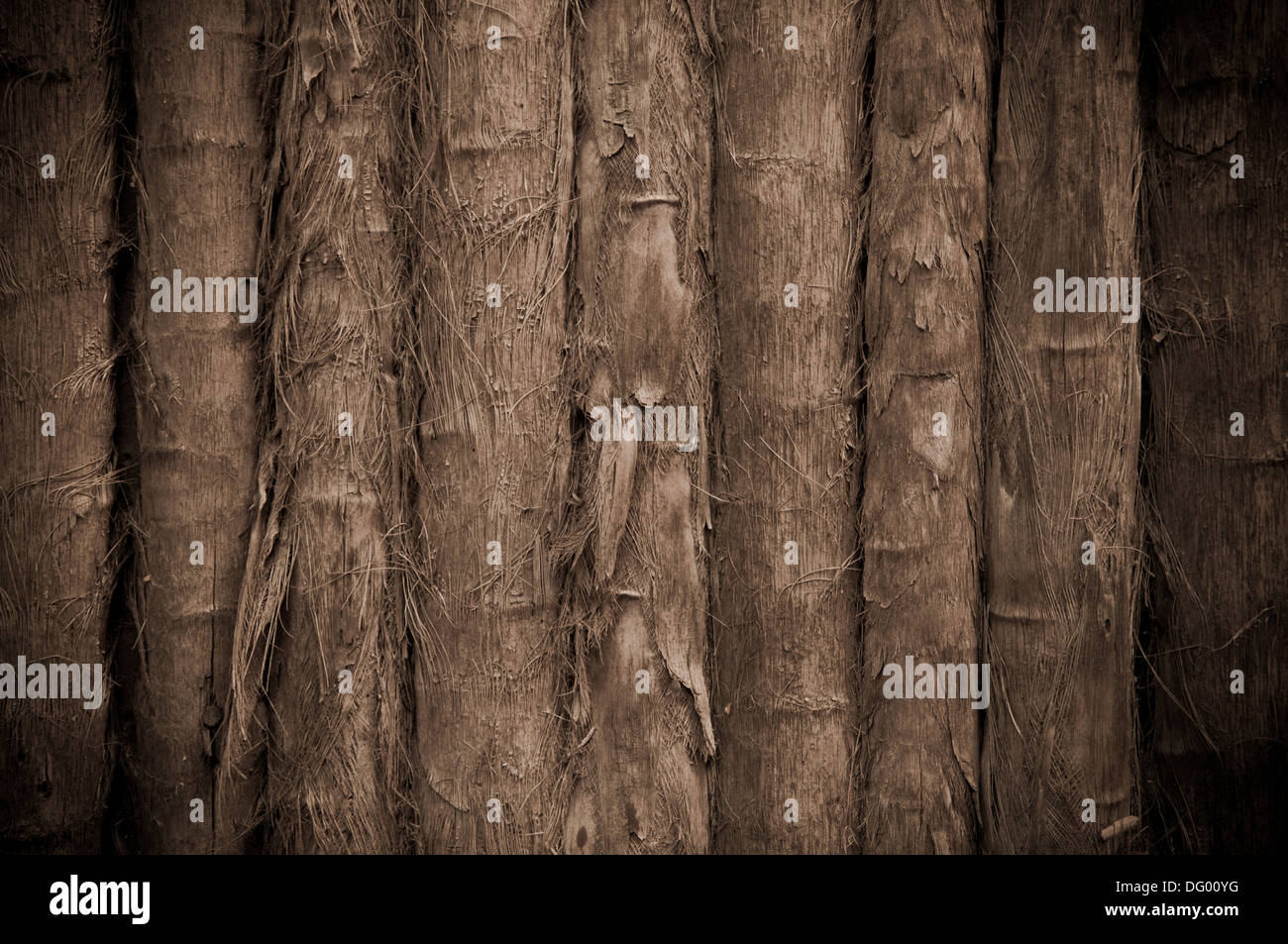 Bamboo Tropical Background Stock Photo