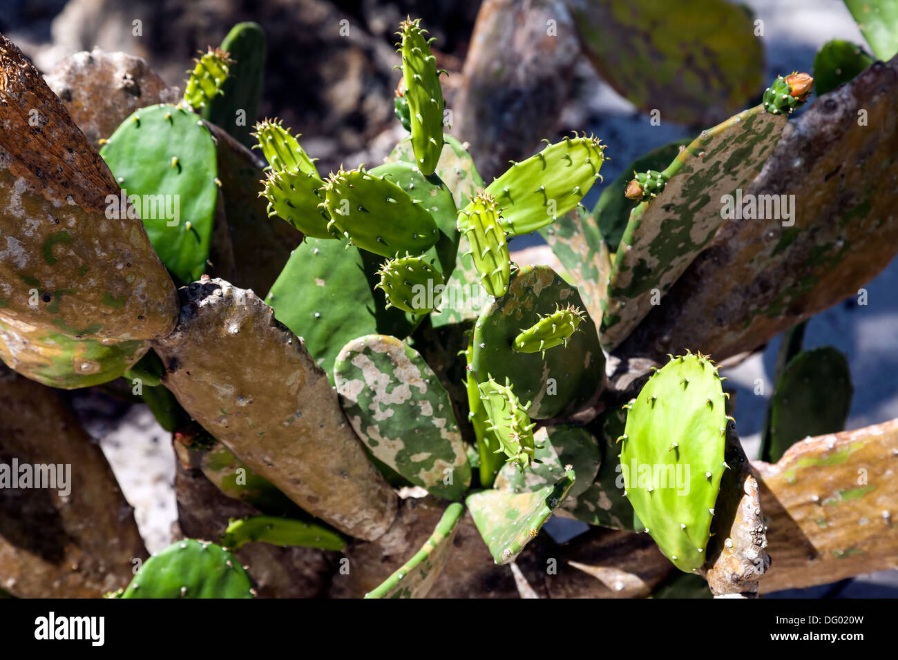 Cactus Leaves or nopales of a flat leaf cactus called Nopal. Stock Photo