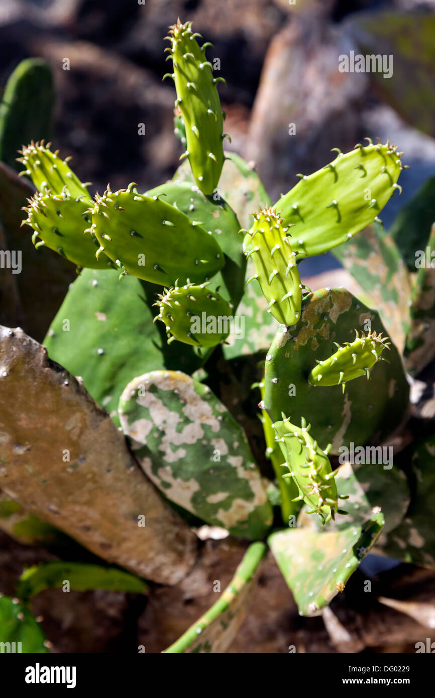Cactus Leaves or nopales of a flat leaf cactus called Nopal. Stock Photo