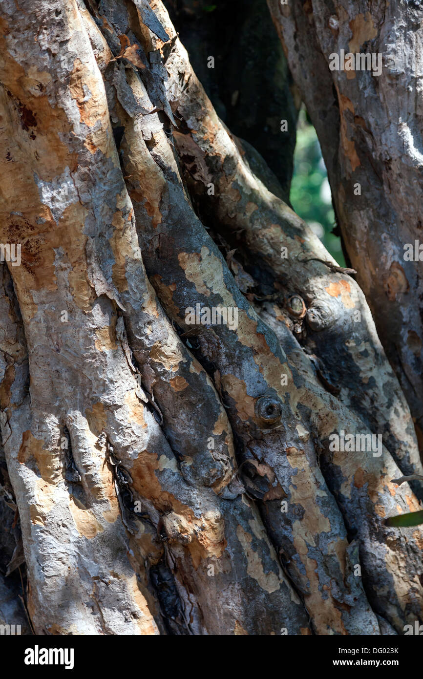 Mottled peeling tree bark of the Florida Strangler Fig (Ficus aurea
