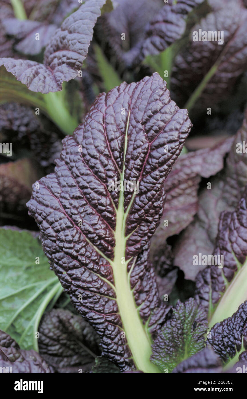 Black mustard (Brassica nigra Stock Photo Alamy