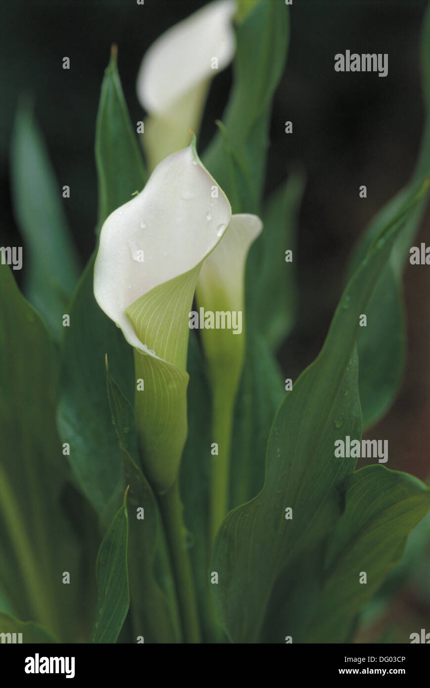 Calla Lily (Zantedeschia sp Stock Photo Alamy